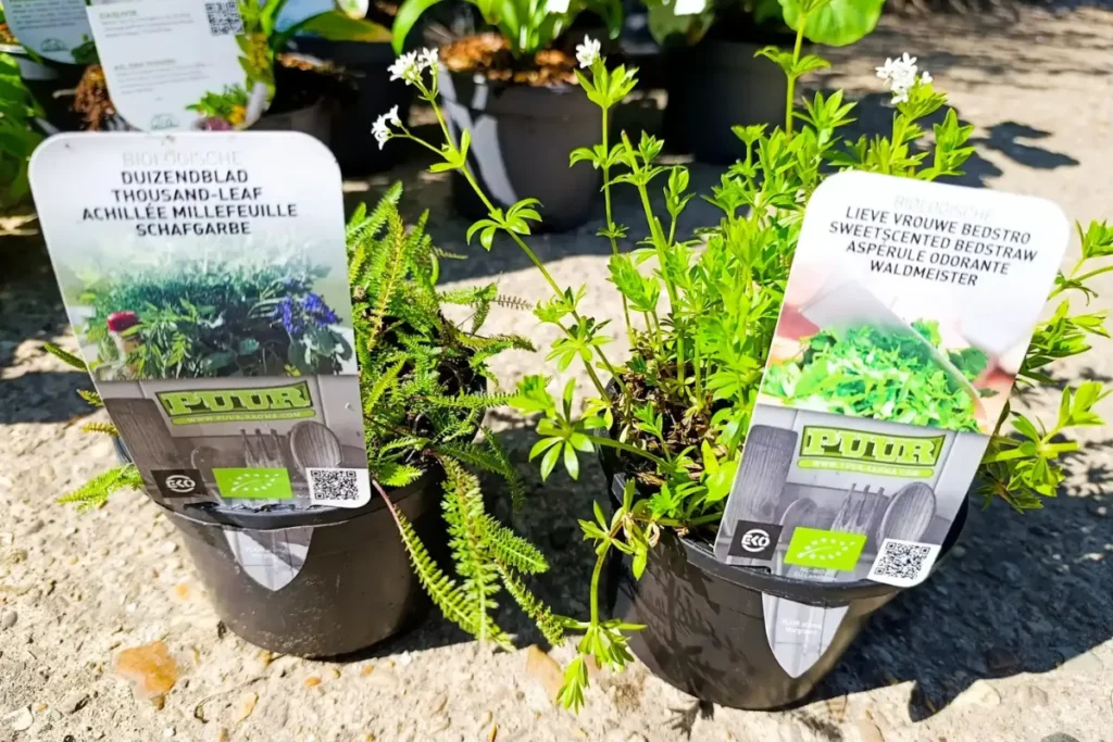 Duizenblad en Lieve Vrouw Bedstro gekocht in potjes, klaar om in de tuin te zetten