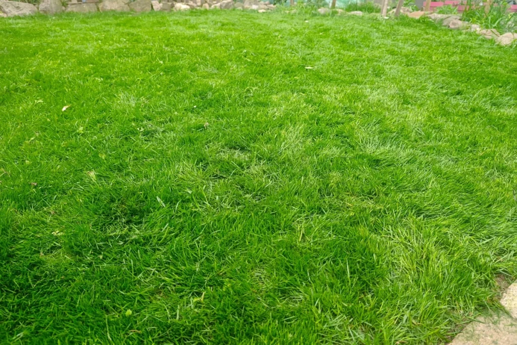 Zo ziet je gazon eruit als je zaait met graszaad Greenboots van Action.