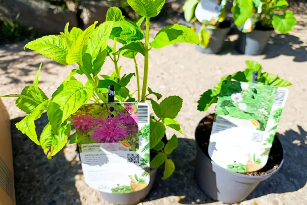 Links een Bergamotplant en rechts Heemst: gekocht om in een medicinale kruidentuin te planten