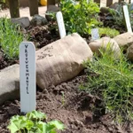 Een landelijke tuin met kruiden en wildplukplanten
