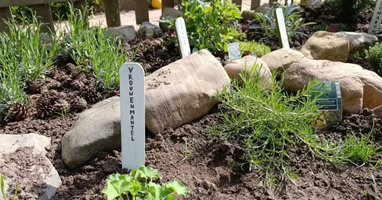 Een landelijke tuin met kruiden en wildplukplanten
