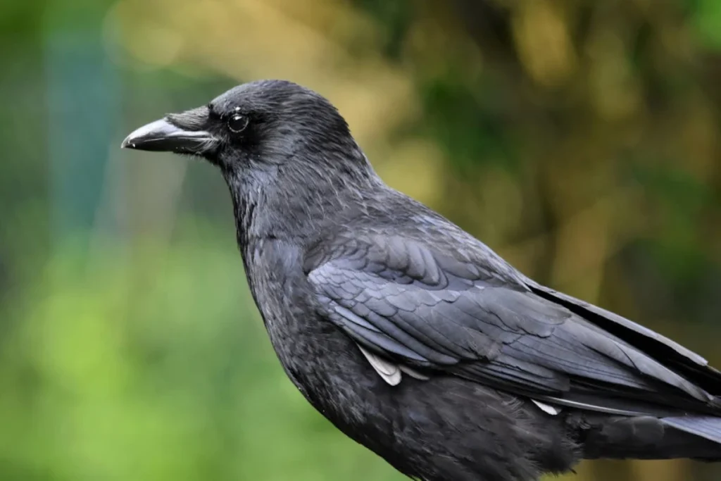 Duidelijke afbeelding van een zwarte kraai: Kijk hoe slank, spits en relatief recht deze snavel is vergeleken met die prehistorische 'bult' van de raaf op de vorige foto. De snavel is hier ook veel korter in verhouding tot de kop.
Het verendek op de kop, hals en keel is hier heel compact en super glad. Er is geen spoor te bekennen van die ruige, warrige 'keelbaard' die de raaf zo kenmerkt.
De hele vogel straalt een veel lichter en eleganter postuur uit. De uitdrukking is alert en intelligent, maar mist de zware, massieve robuustheid van de raaf.