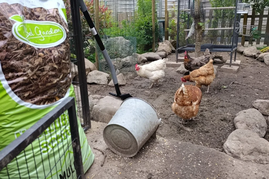 Kippen in een buitenren  nadat het geregend heeft: modder en geur zorgt voor een stinkende kippenren