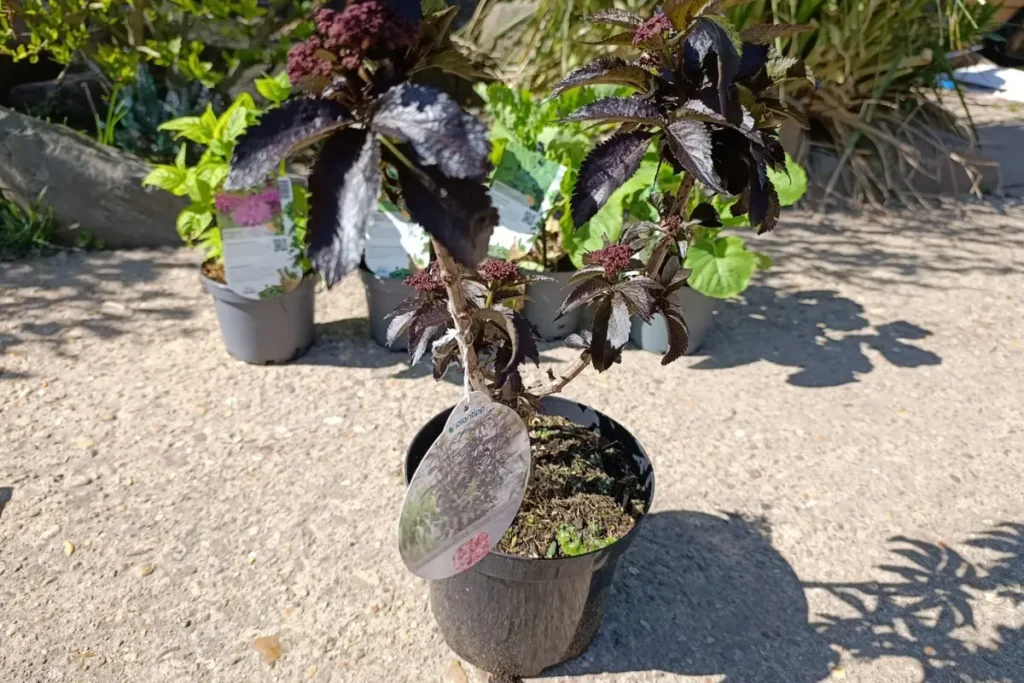 Vlierbes Sambucus Nigra Black Lace in een pot, klaar om in de tuin te zetten