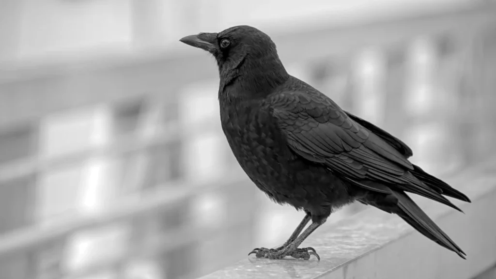 Een zwarte kraai:
De vogel zit op een standaard metalen balustrade of trapleuning. Als je kijkt naar de pootjes en hoe de vogel op de rand staat, zie je dat hij perfect past op deze smalle, alledaagse menselijke constructie. Een raaf (die zo groot is als een buizerd) zou hierop enorm lomp en massief overkomen; zijn klauwen zouden de leuning bijna volledig omsluiten en zijn lichaam zou er ver bovenuit torenen.