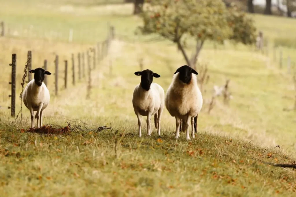 3 mooie schapen in een weide die nieuwsgierig naar de lens kijken