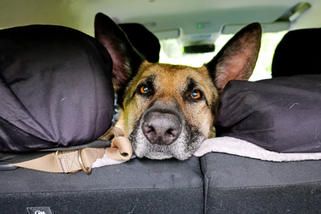 Duitse Herder Chewey kijkt met grote bruine ogen over de achterbank van de auto tijdens het opzetten van de tent.
