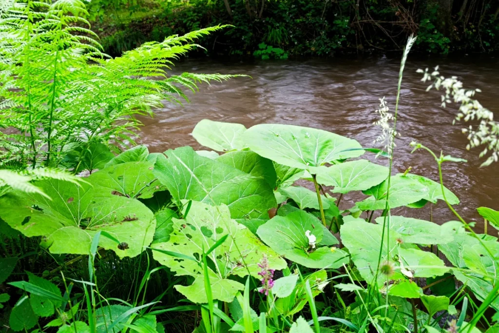 Grote, groene, ronde bladeren van het Groot Hoefblad aan de oever van een snelstromende rivier in de natuur.