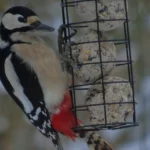 Een prachtige Grote Bonte Specht hangt aan een zwarte metalen vetbollenhouder zonder netje en eet van een vetbol.