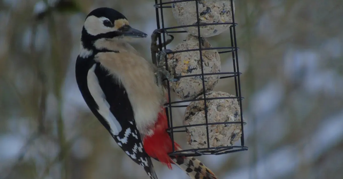 Een prachtige Grote Bonte Specht hangt aan een zwarte metalen vetbollenhouder zonder netje en eet van een vetbol.