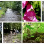Collage van een kampeervakantie in de Belgische Ardennen met een tent aan de rivier de l'Aisne, wandelingen in het bos met een Duitse herder, en macrofotografie van de natuur.