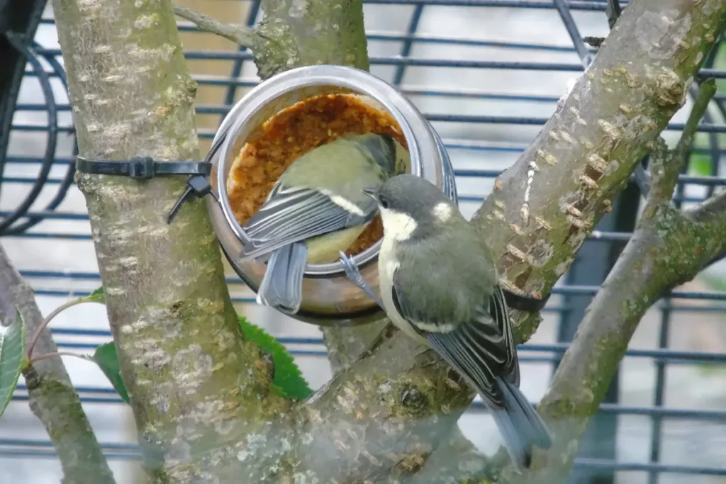 Een koolmees en een pimpelmees eten samen van een pot vogelpindakaas in een boom.