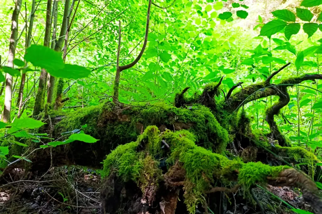 Kijkje van dichtbij naar een oude, omgevallen boomstronk die dik begroeid is met groen mos in een bos vol jonge struiken.
