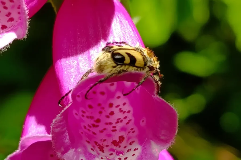Macro-opname van een geel-zwart gevlekte, harige penseelkever zittend op de rand van een felroze Vingerhoedskruid-bloem.