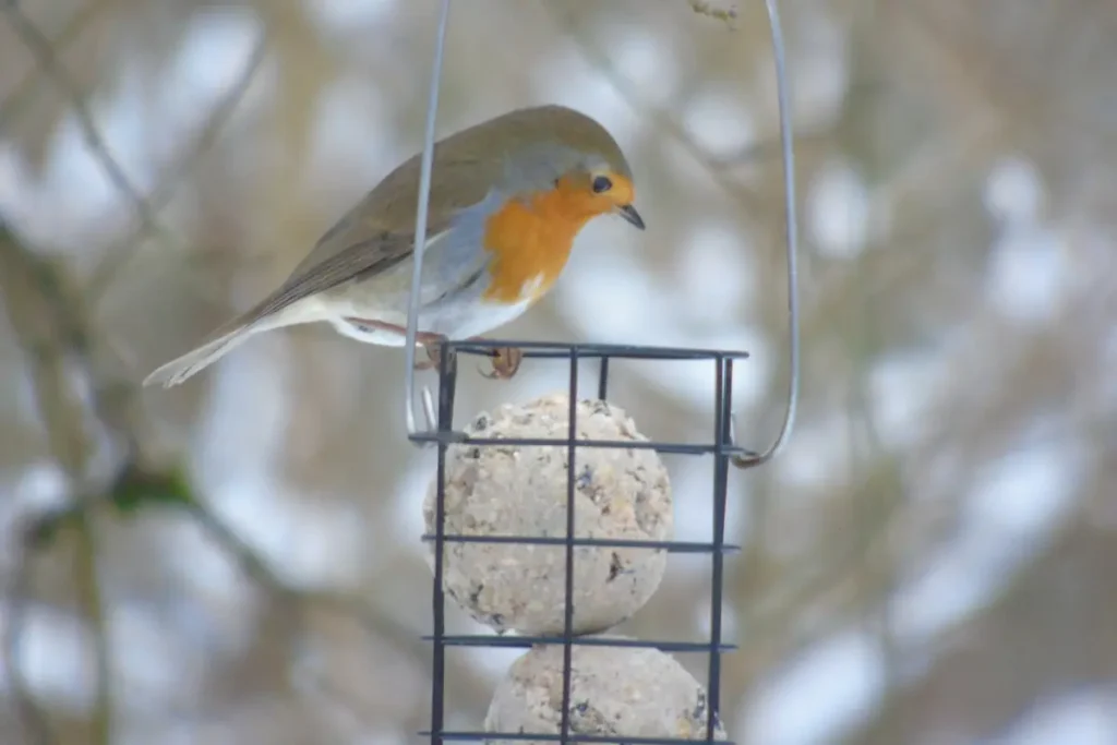 Een schattig roodborstje zit bovenop een metalen vetbollenhouder zonder netje en kijkt naar de vetbol.