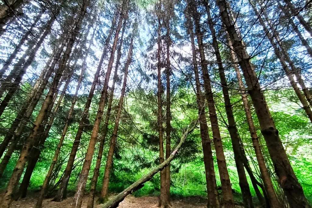 Kijkje omhoog naar de toppen van zeer hoge, slanke dennenbomen in een dicht bos met een heldere open plek in de lucht.