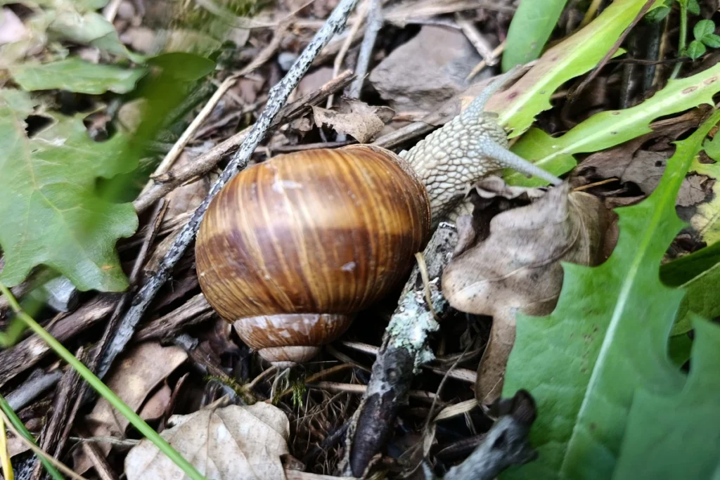 Macro-opname van een grote wijngaardslak met een bruingestreept slakkenhuis die over herfstbladeren en takjes op de bosbodem kruipt.