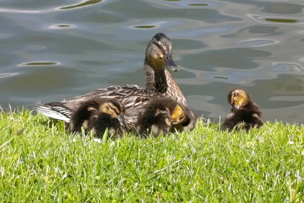 Een wilde eend zit in het groene gras aan de rand van de visvijver met drie kleine, donzige eendenkuikentjes dicht tegen zich aan.