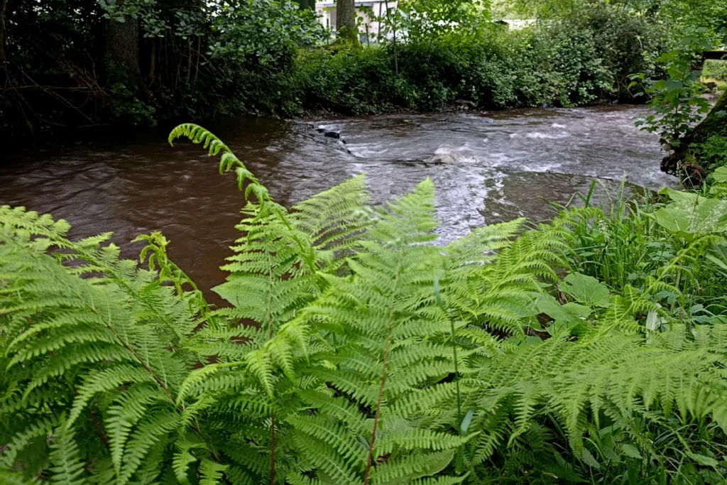 Heldergroene wilde varens met op de achtergrond een stromende rivier in het bos.