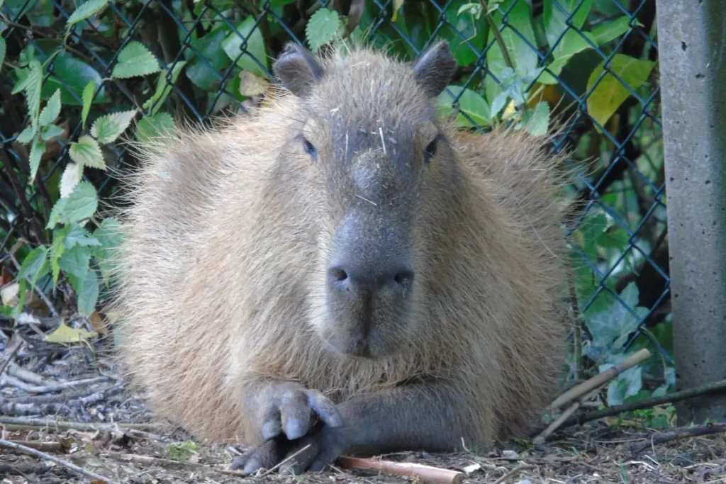 Vooraanzicht van een mooie Capybara waar je duidelijk hun periscoop kop ziet.