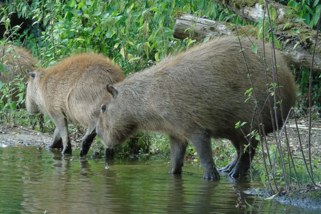Capibara's die genieten van het water: lees zeker de 10 leuke weetjes