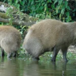 2 Capybara's die genieten van het water in een groene omgeving