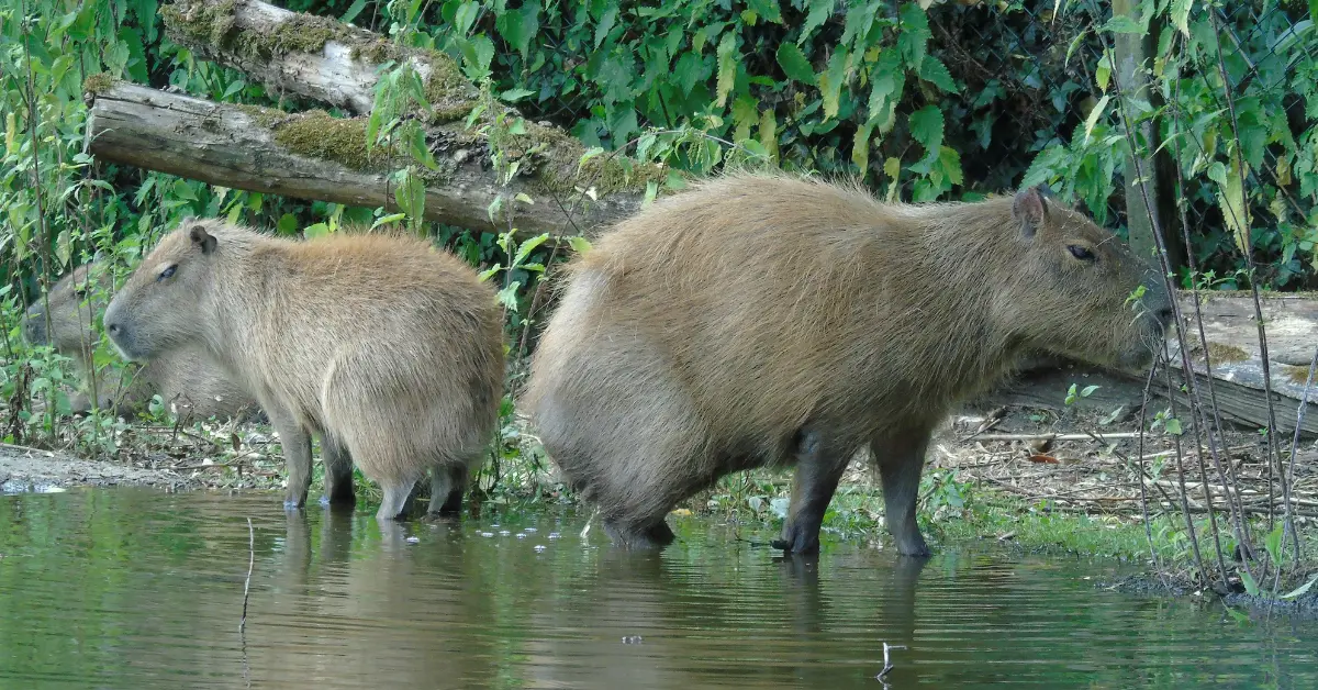 2 Capybara's die genieten van het water in een groene omgeving