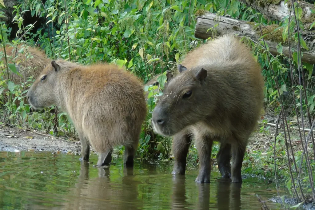 2 Capybara's die genieten aan het water in een groene omgeving