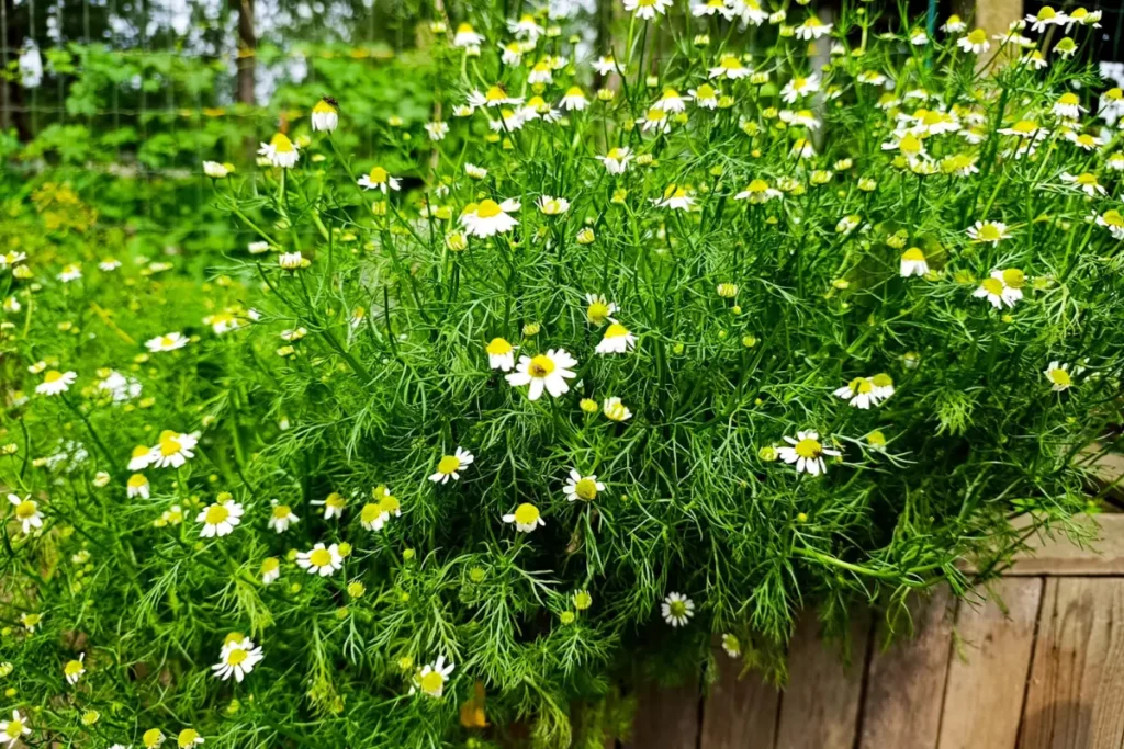 Een grote frisse groene struik zelfgekweekte echte kamille met tal van bloemetjes