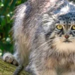Mooie foto van de Pallas's kat of Manoel genomen in Dierenpark Zie Zoo