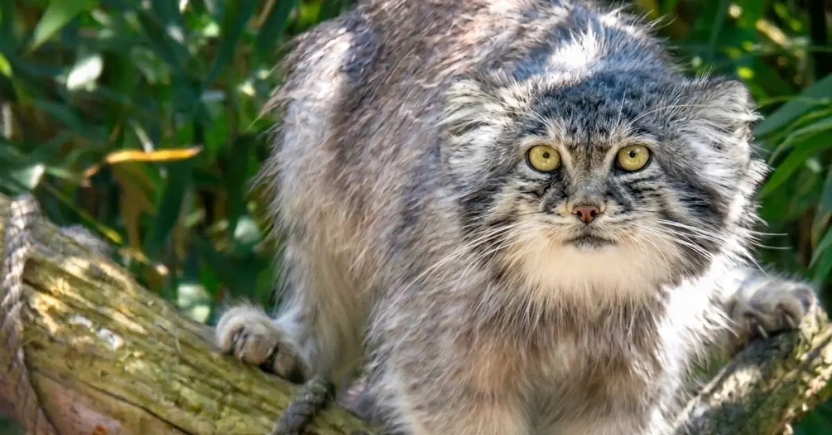 Mooie foto van de Pallas's kat of Manoel genomen in Dierenpark Zie Zoo