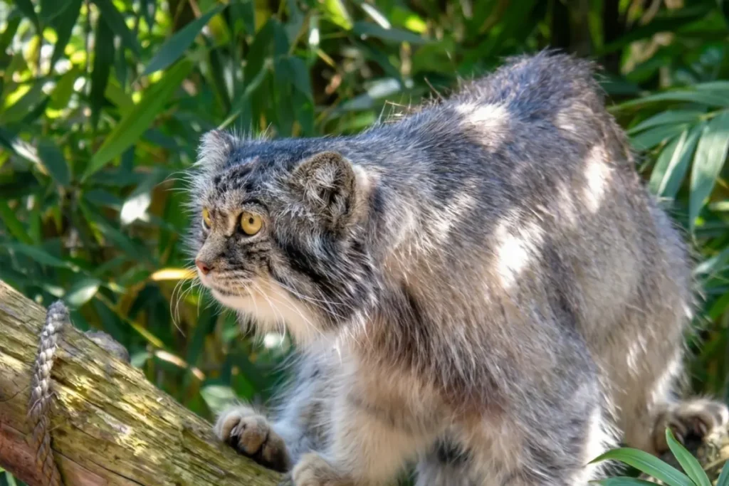 Close up foto van de prachtige Manoel of Pallas's kat genomen in een dierenpark in Nederland