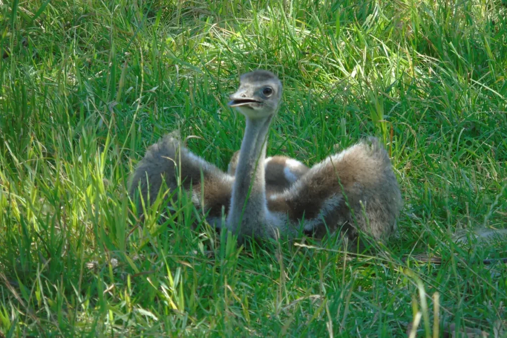 Een schattig Nandoe baby van dichtbij, zittend in het gras met gespreide vleugeltjes.
